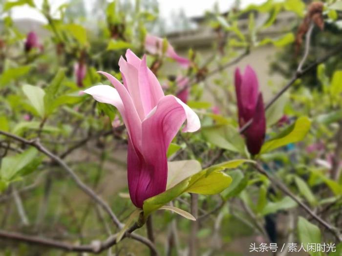 江南游之南京——出外旅游，你愿意請私人導游嗎