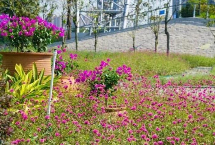 佛山春季賞花好去處 花海景點推薦