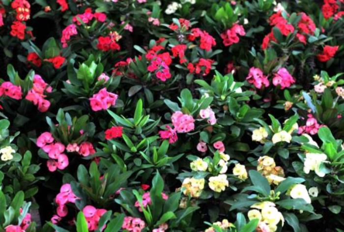 廈門園林植物園